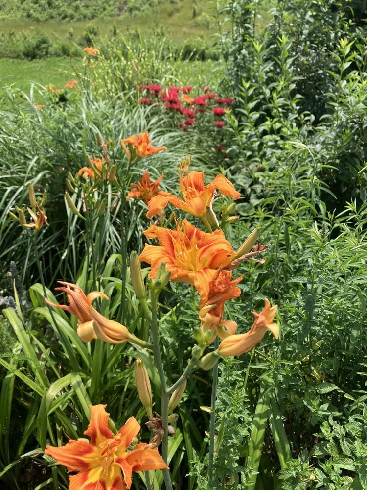 Expert yard maintenance in Gainesville, FL by BM Landscaping Service