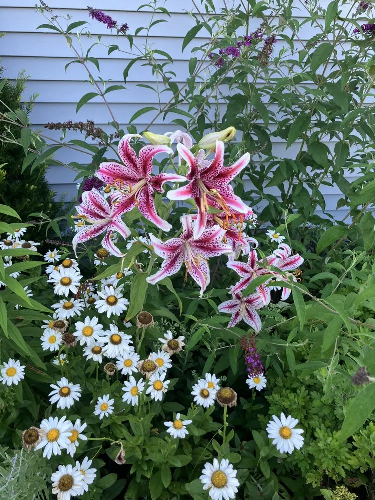 Local yard maintenance for residential properties in Gainesville, FL by BM Landscaping Service