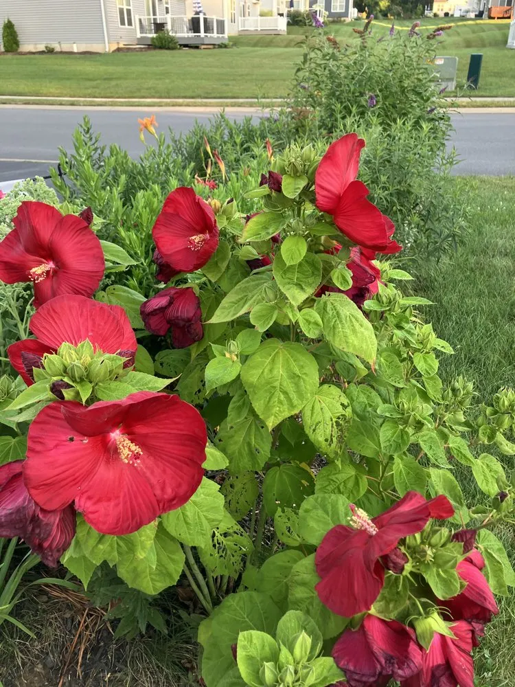 Custom landscape design in Gainesville, FL - BM Landscaping Service