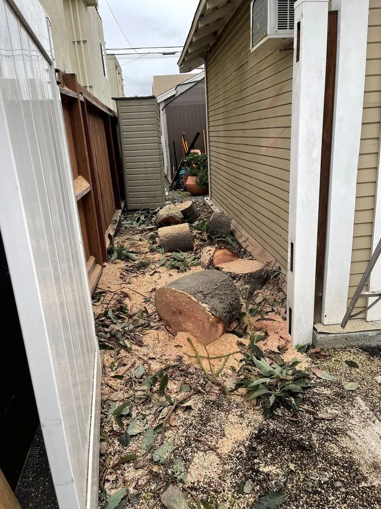 Local landscaping services in Long Beach, CA - BMC Landscape and Tree Service