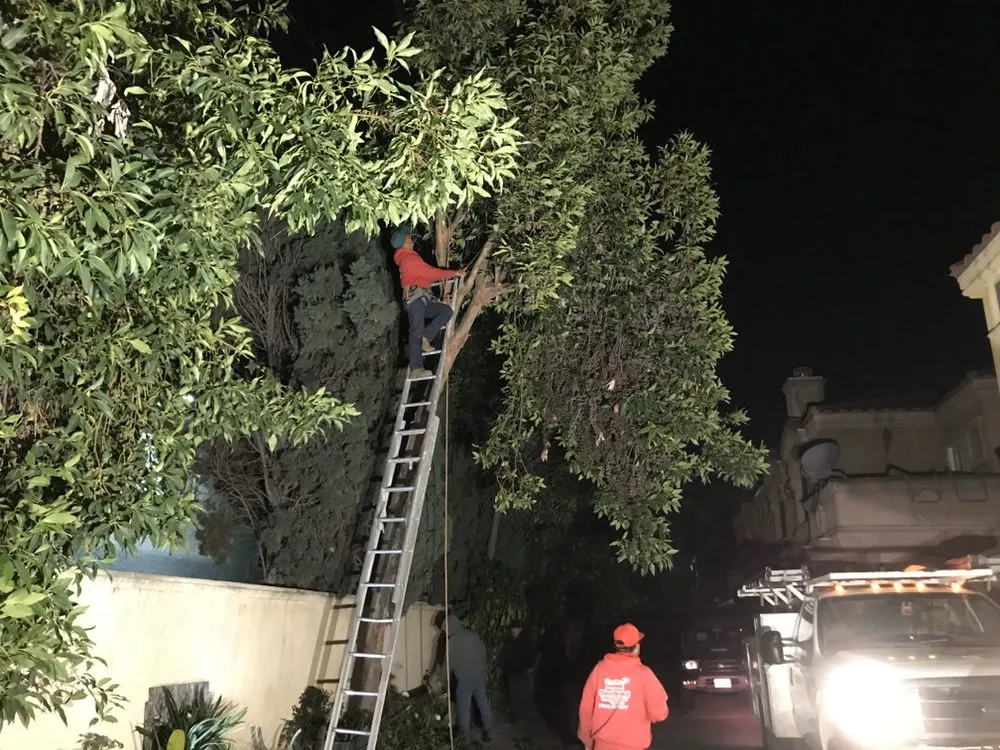 Reliable yard maintenance in Long Beach, CA - BMC Landscape and Tree Service