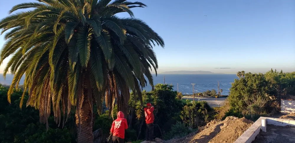 Reliable yard maintenance in Long Beach, CA by BMC Landscape and Tree Service