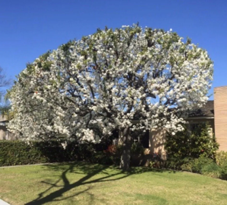 Expert lawn mowing service in Long Beach, CA by BMC Landscape and Tree Service