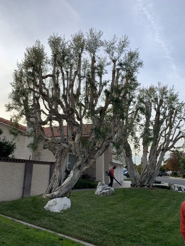 Local landscape design for year-round maintenance in Long Beach, CA by BMC Landscape and Tree Service