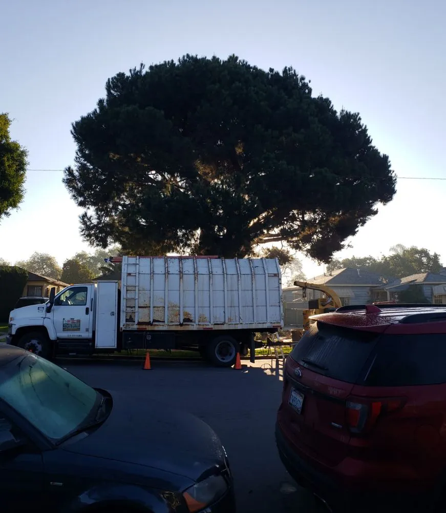 Local garden landscaping for beautiful yards across Long Beach, CA - BMC Landscape and Tree Service