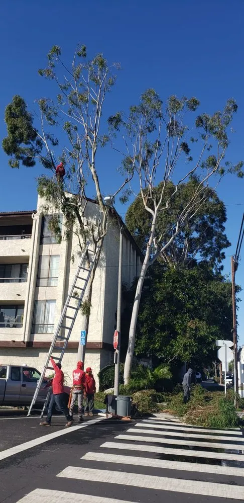 Affordable garden landscaping in Long Beach, CA - BMC Landscape and Tree Service