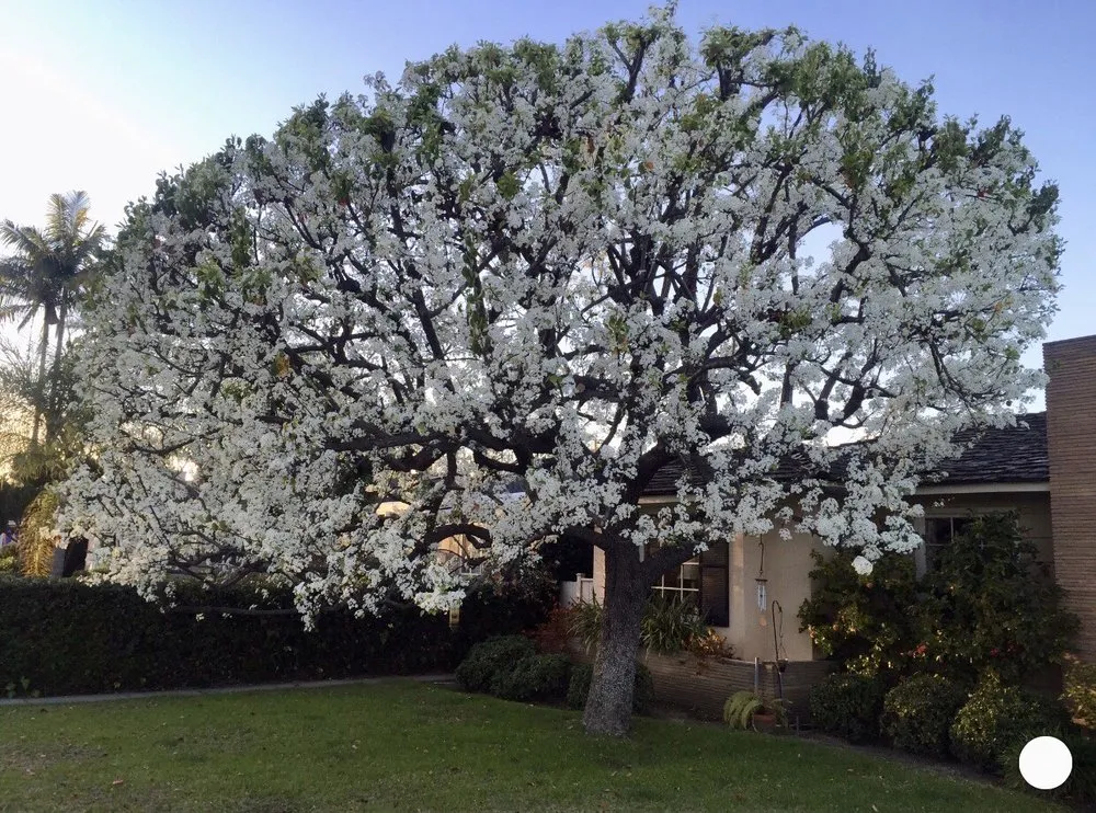Local yard cleanup service with custom design across Long Beach, CA - BMC Landscape and Tree Service