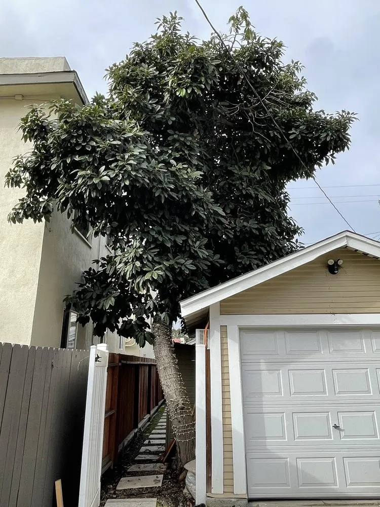 Expert lawn care service in Long Beach, CA by BMC Landscape and Tree Service