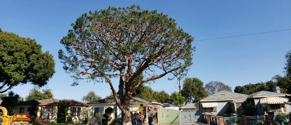 Trusted yard cleanup service for year-round maintenance across Long Beach, CA - BMC Landscape and Tree Service