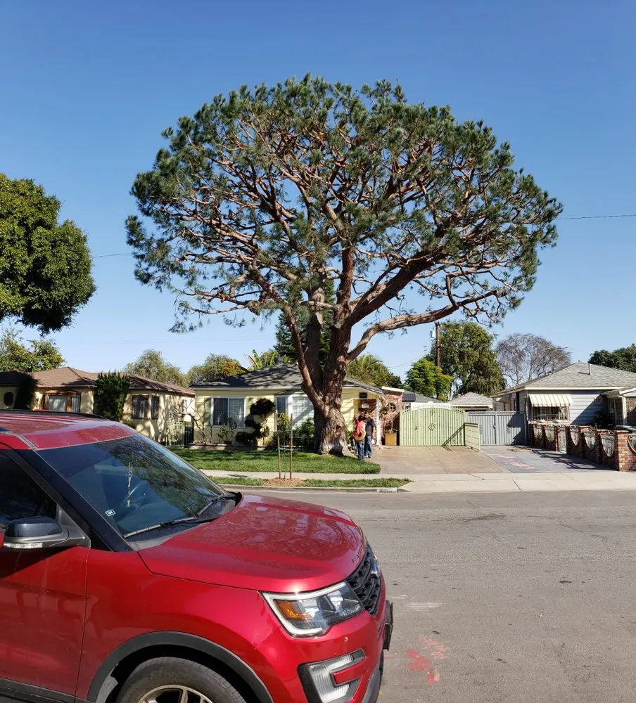 Professional yard cleanup service in Long Beach, CA by BMC Landscape and Tree Service