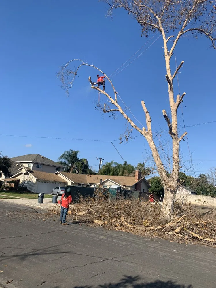 Reliable landscaping services in Long Beach, CA by BMC Landscape and Tree Service