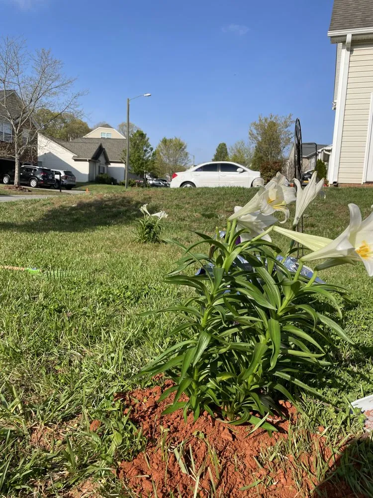 Professional yard maintenance in Winston-Salem, NC by BMS