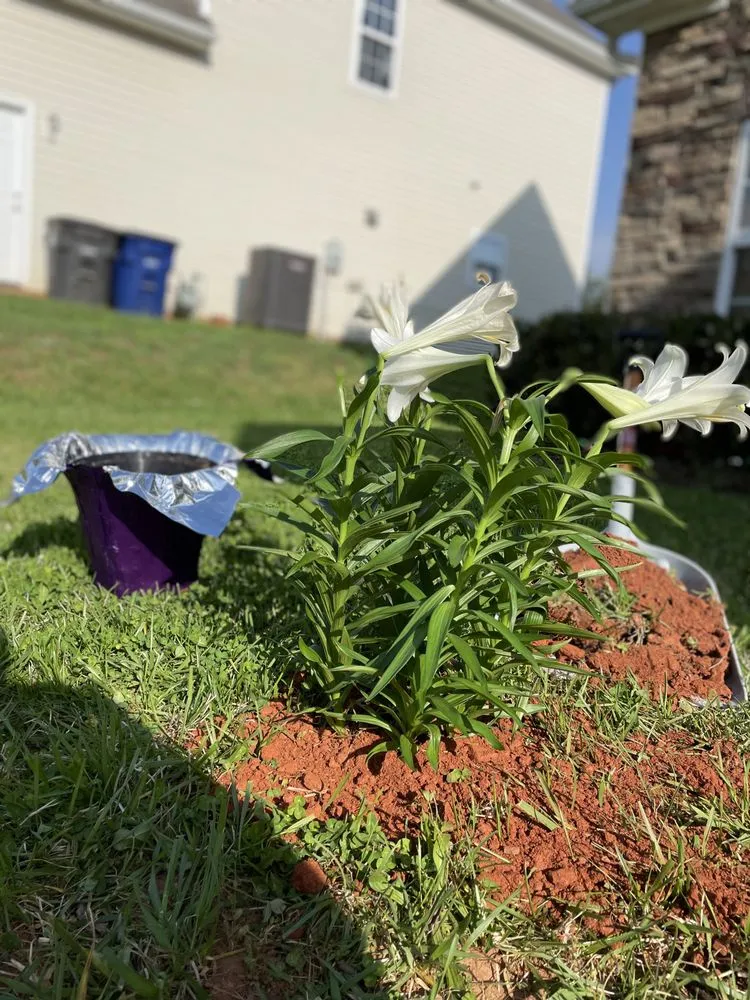 Top-rated lawn care service for beautiful yards across Winston-Salem, NC - BMS