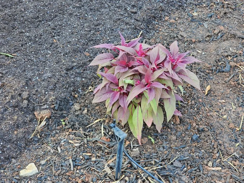 Reliable garden landscaping for homes across Mauldin, SC - BnB Irrigation