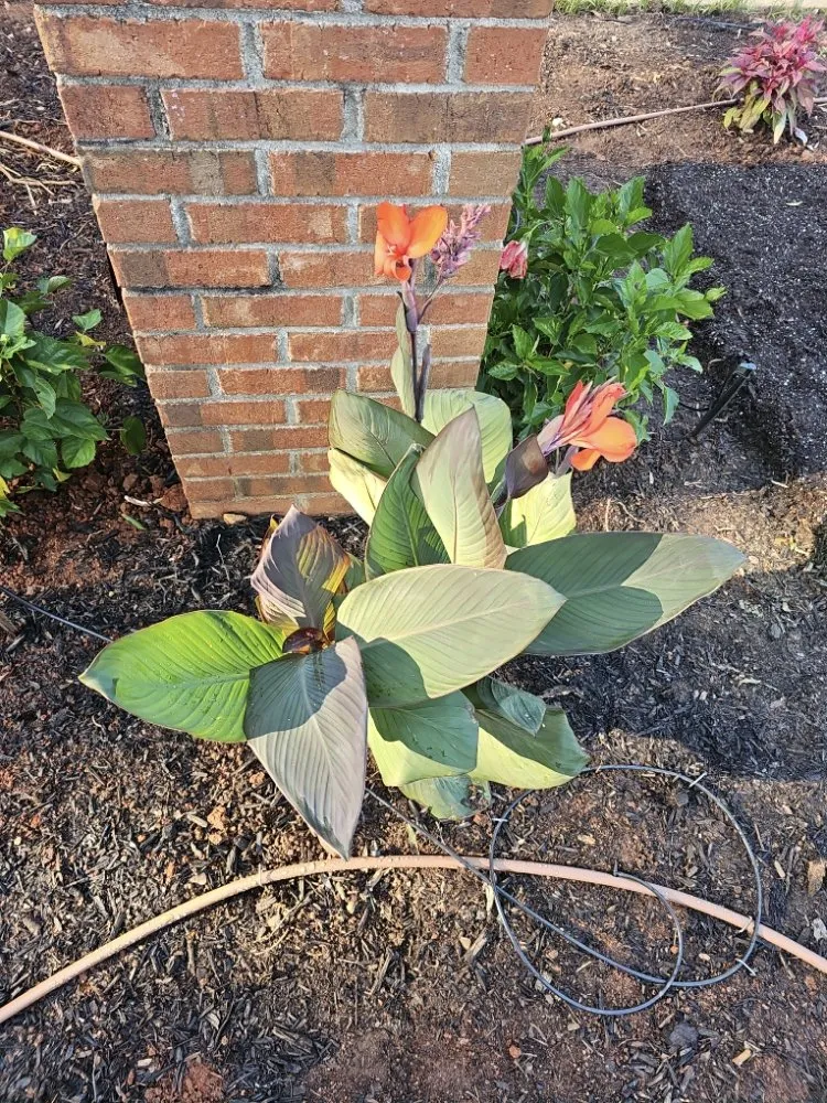 Reliable yard maintenance in Mauldin, SC by BnB Irrigation