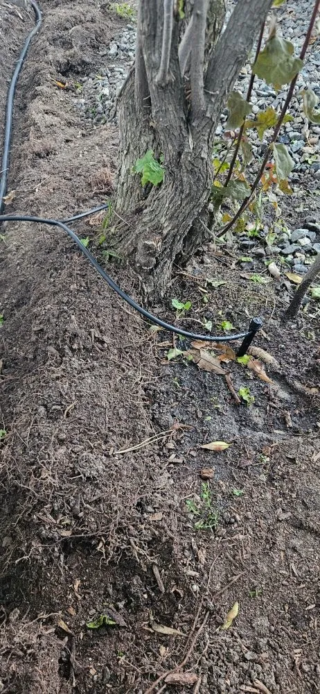 Trusted yard cleanup service near you in Fallbrook, CA by BnB So.Cal