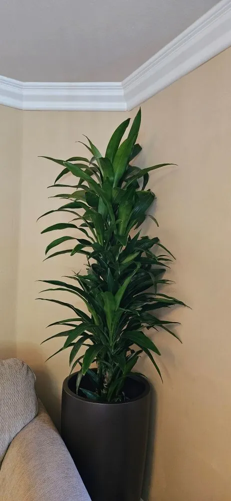 Expert landscaping services experts serving Fallbrook, CA - BnB So.Cal