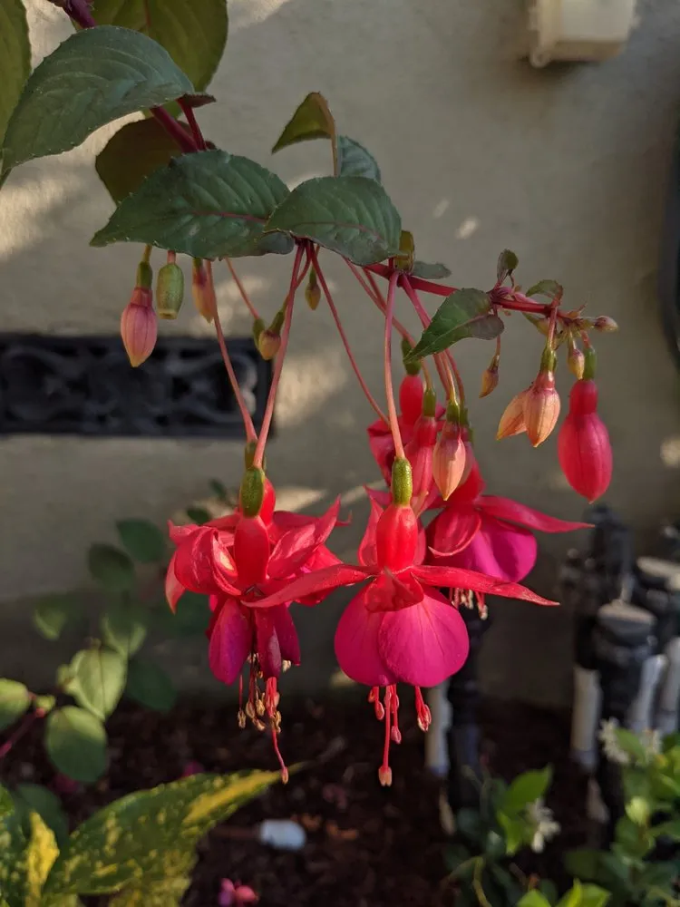 Reliable garden landscaping in Long Beach, CA - Bob & Mimmy's Gardening