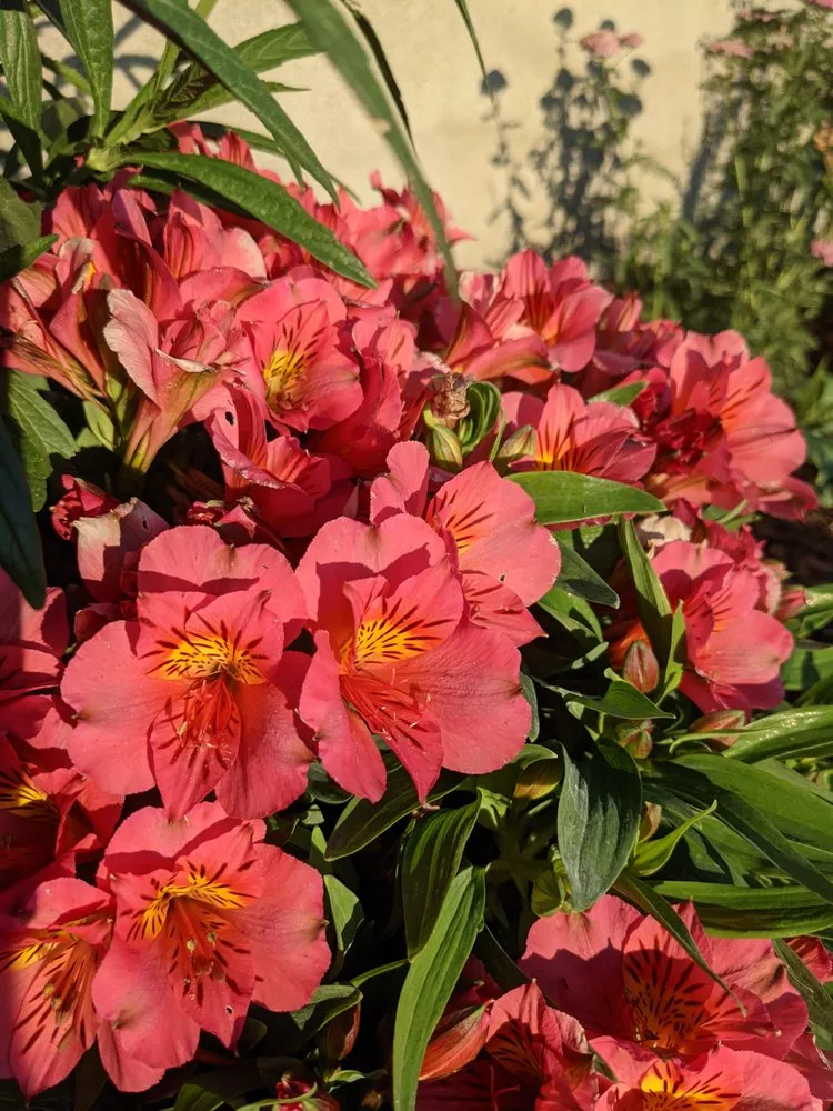 Professional lawn mowing service in Long Beach, CA by Bob & Mimmy's Gardening