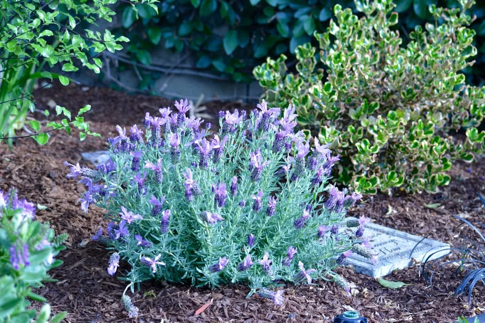 Trusted residential landscaping in Long Beach, CA by Bob & Mimmy's Gardening