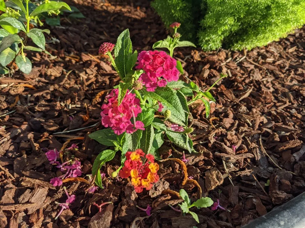 Local outdoor landscaping for homes in Long Beach, CA by Bob & Mimmy's Gardening