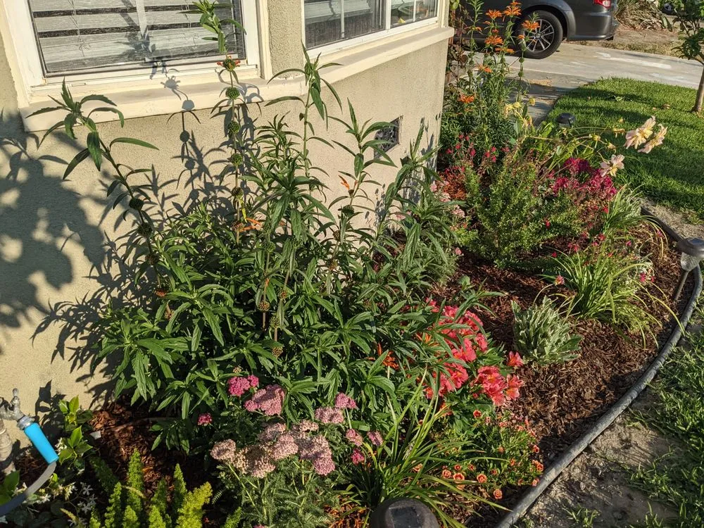 Local yard cleanup service experts serving Long Beach, CA - Bob & Mimmy's Gardening