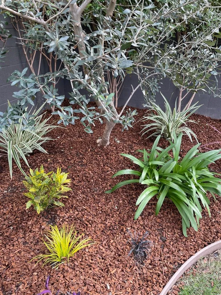 Affordable lawn mowing service in Long Beach, CA by Bob & Mimmy's Gardening