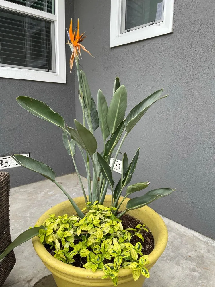 Local lawn mowing service near you across Long Beach, CA - Bob & Mimmy's Gardening