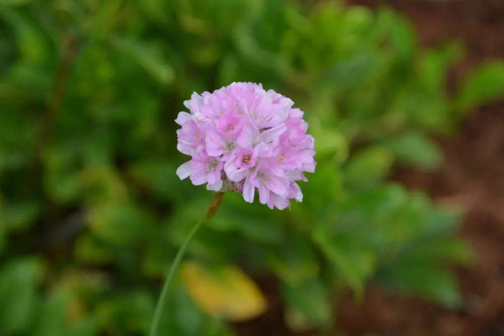 Trusted landscaping services in Long Beach, CA - Bob & Mimmy's Gardening