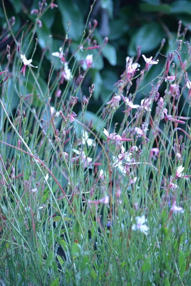 Expert residential landscaping for year-round maintenance across Long Beach, CA - Bob & Mimmy's Gardening
