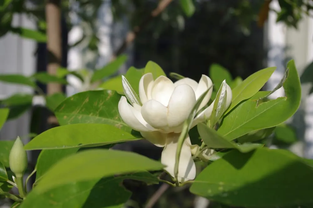 Trusted landscape installation experts serving O Fallon, MO - Bob & Paul's Nursery