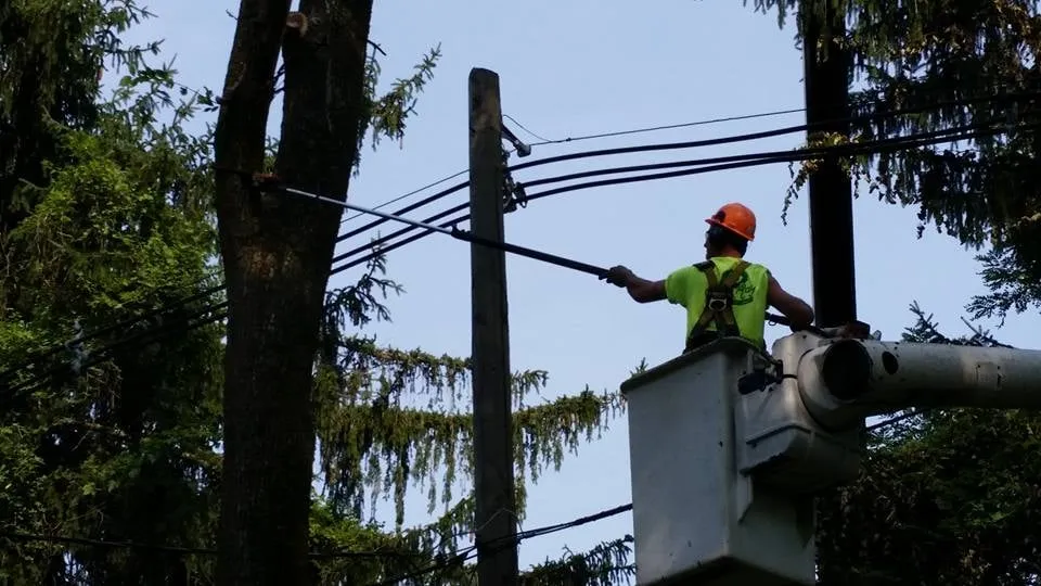 Expert yard cleanup service in Louisville, KY - Bob Ray