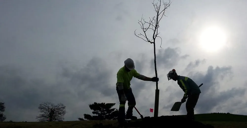 Professional yard cleanup service for year-round maintenance across Louisville, KY - Bob Ray