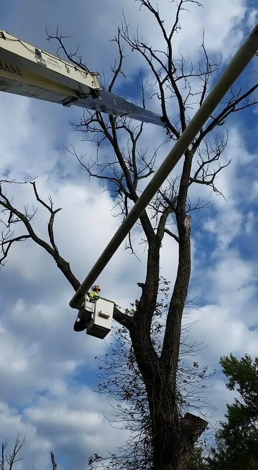 Local lawn care service experts serving Louisville, KY - Bob Ray