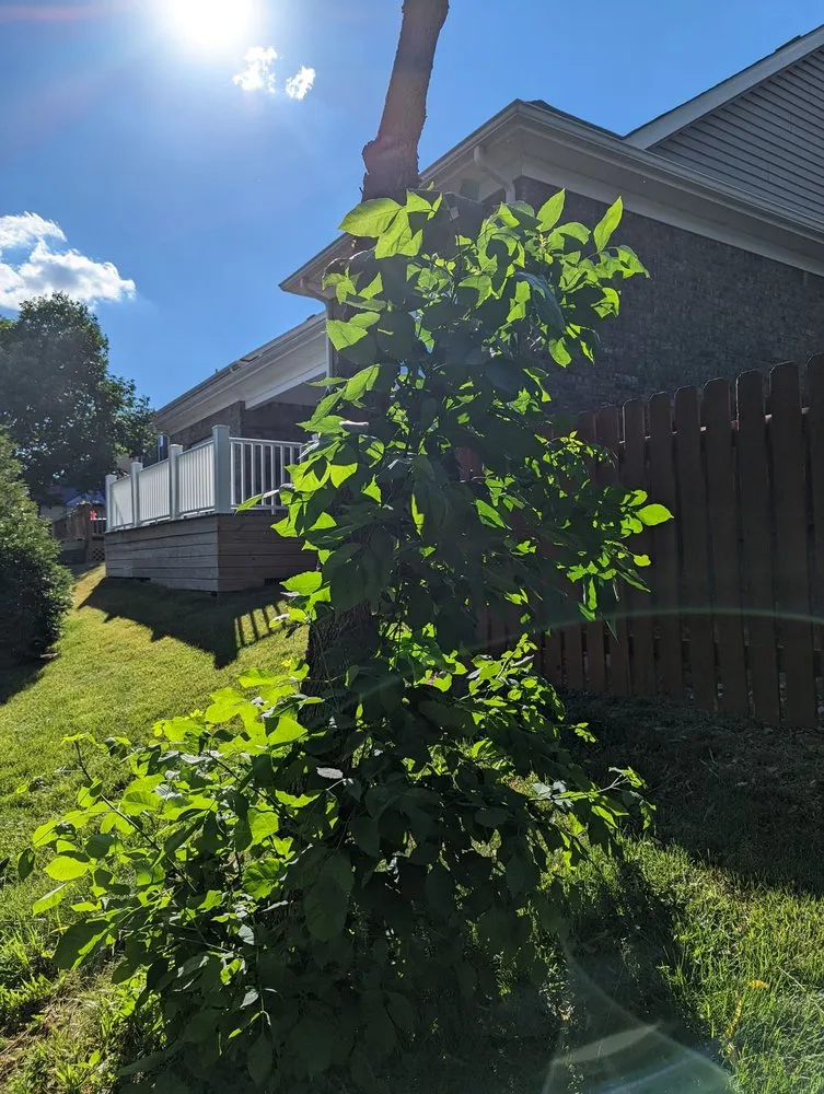 Professional landscaping services for residential properties across Louisville, KY - Bob Ray