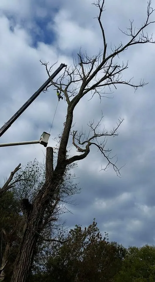 Expert lawn care service in Louisville, KY by Bob Ray