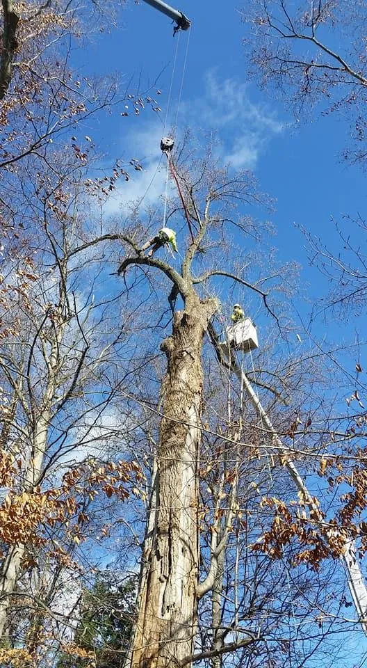 Custom residential landscaping for outdoor upgrades across Louisville, KY - Bob Ray