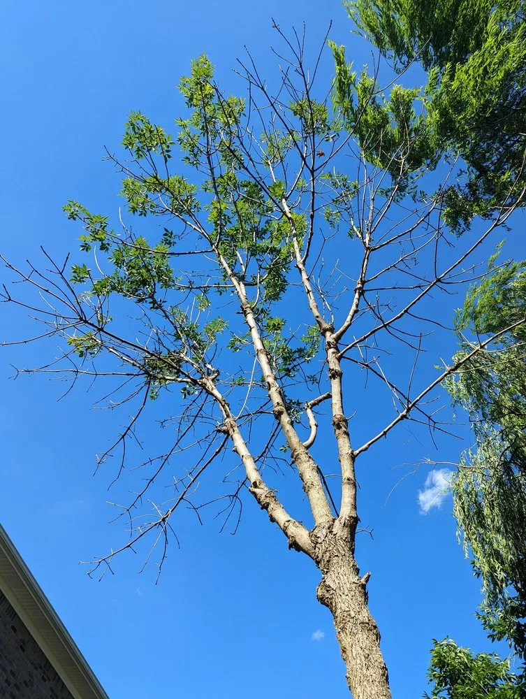 Trusted garden landscaping in Louisville, KY - Bob Ray