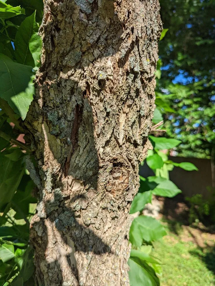 Local outdoor landscaping for homes across Louisville, KY - Bob Ray