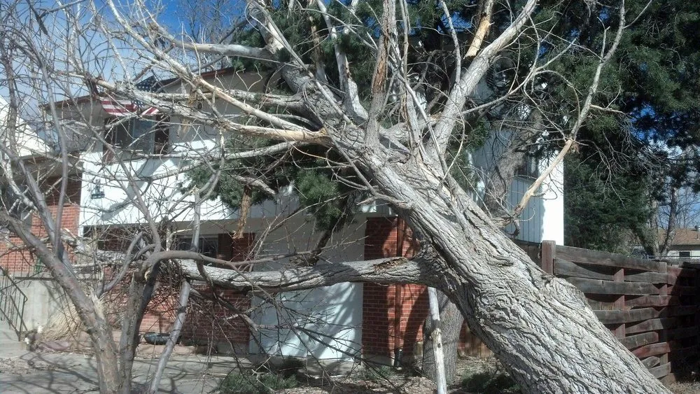 Expert lawn mowing service experts serving Colorado Springs, CO - Bob Rundo Tree Surgeon