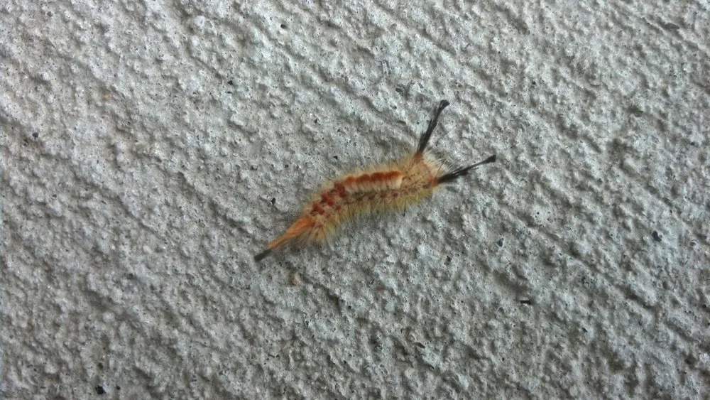 Top-rated residential landscaping with custom design in Colorado Springs, CO by Bob Rundo Tree Surgeon