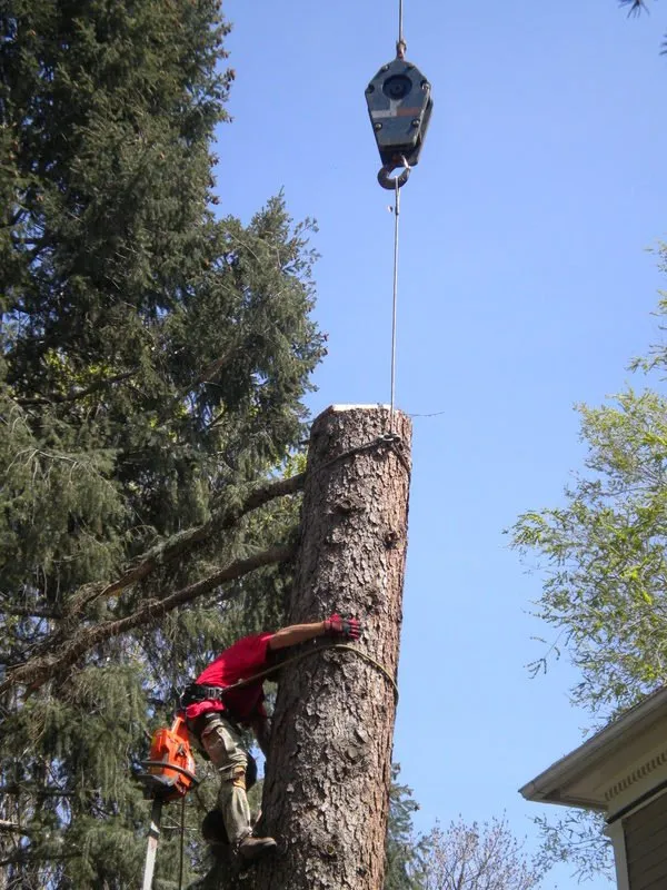 Local yard cleanup service in Colorado Springs, CO by Bob Rundo Tree Surgeon