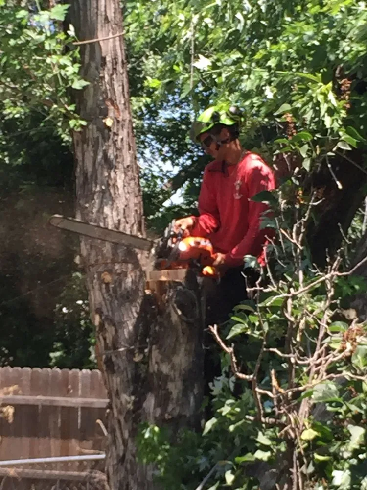 Expert outdoor landscaping with custom design across Colorado Springs, CO - Bob Rundo Tree Surgeon