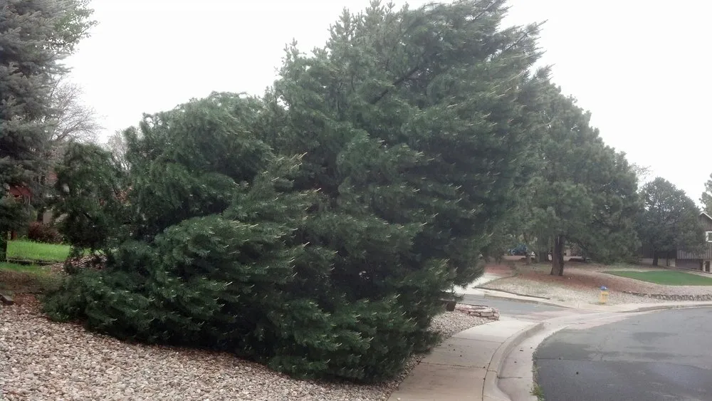 Top-rated lawn care service in Colorado Springs, CO - Bob Rundo Tree Surgeon