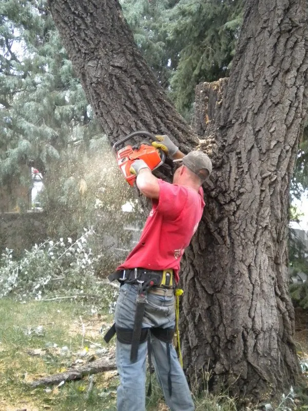 Top-rated yard maintenance in Colorado Springs, CO by Bob Rundo Tree Surgeon