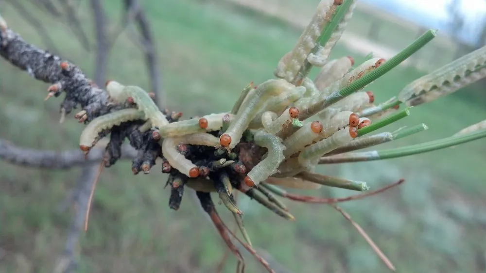 Affordable landscaping services in Colorado Springs, CO by Bob Rundo Tree Surgeon