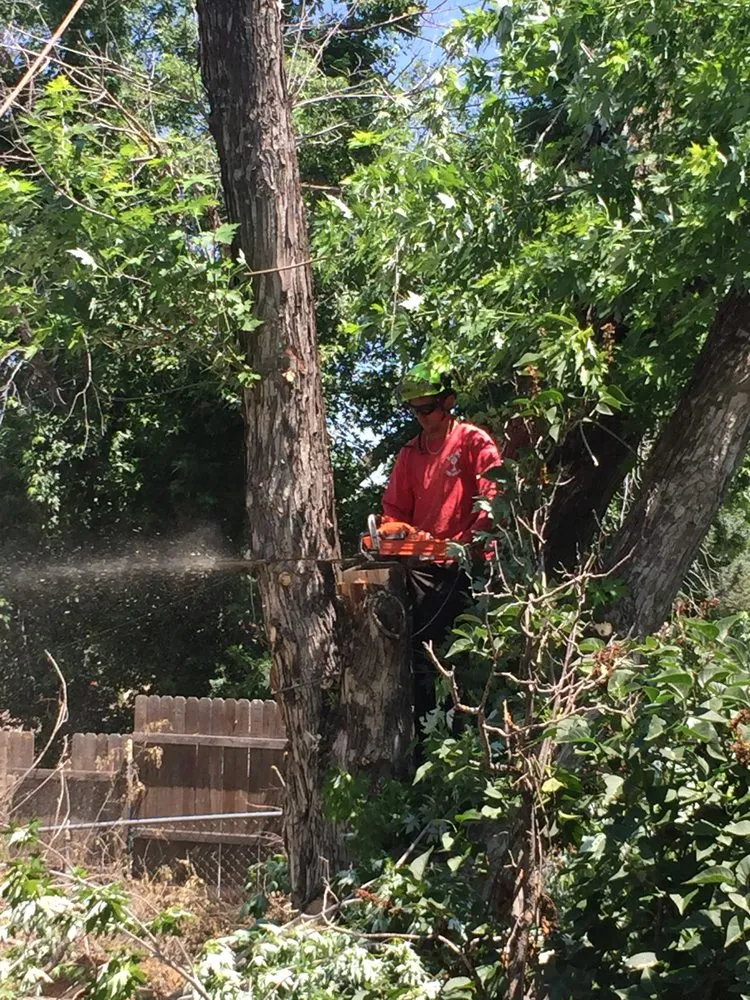 Expert landscape design for residential properties across Colorado Springs, CO - Bob Rundo Tree Surgeon