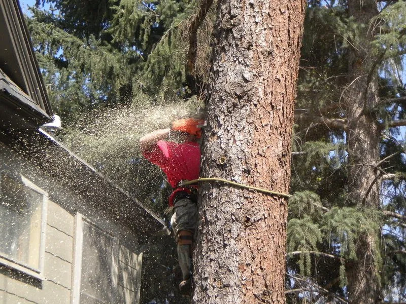Expert residential landscaping in Colorado Springs, CO - Bob Rundo Tree Surgeon