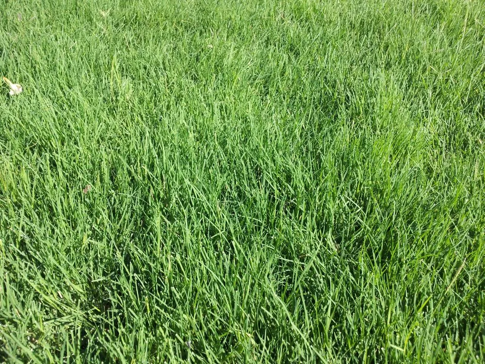 Custom yard cleanup service experts serving Royse City, TX - Bob Short's LawnEnvy