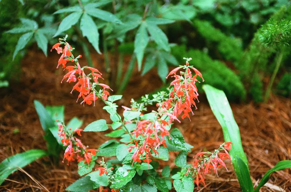 Local landscape design experts serving New Orleans, LA - Bobbi's Gardens